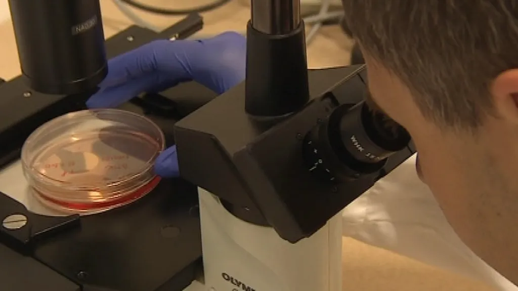Vědci budou pikornaviry zkoumat pět let