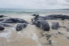 Bouře na Slunci zabíjí velryby v oceánech, ukázal výzkum
