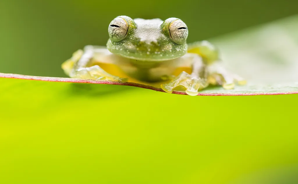 Vítězná studentská fotografie v kategorii Intimní detaily. Malá žabka z druhu rosněnkovitých (Teratohyla pulverata) sedí na listě v kostarickém deštném pralese.