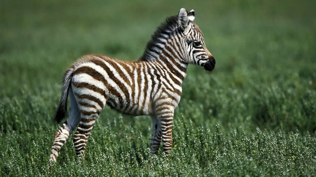Zebra