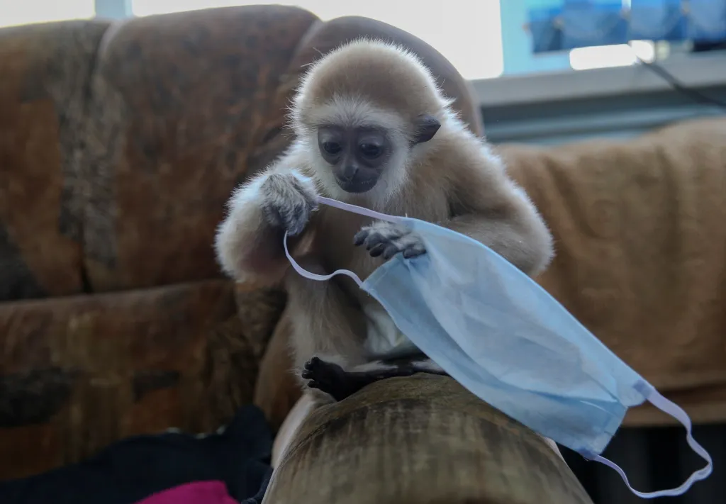 Jim je malý gibon. S rouškou si hraje v uzavřené zoologické zahradé v kazašském městě Almaty