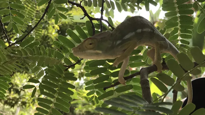 Chameleon v botanické zahradě na Réunionu