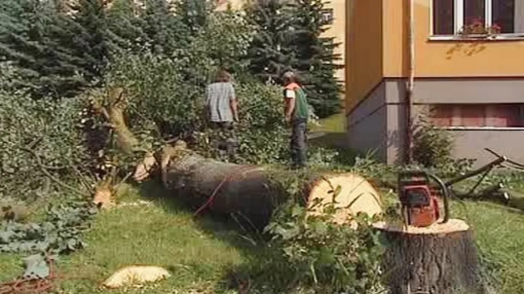 Poražený strom v Habartově na Sokolovsku