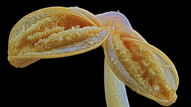 Tyčinky trubače kořenujícího