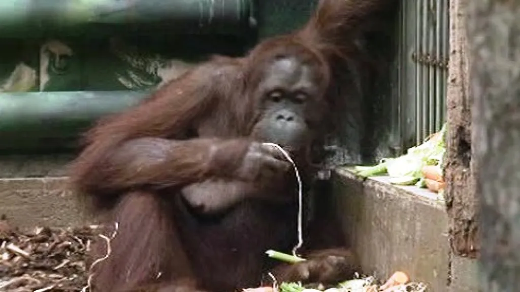 Orangutan