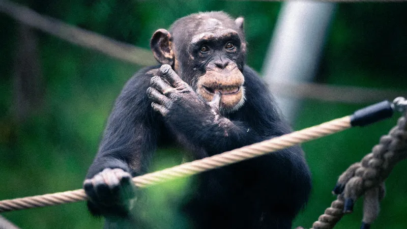 Ilustrační snímek šimpanze