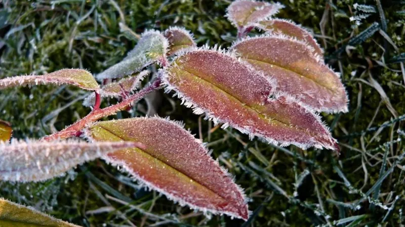 Ranní mrazík na Bukovině (Blanensko)