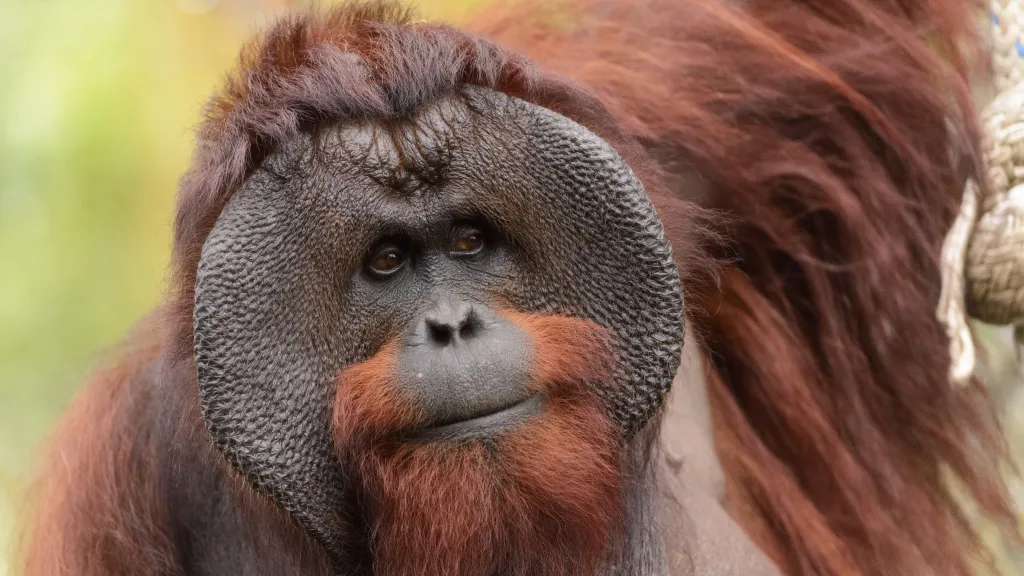 Orangutan