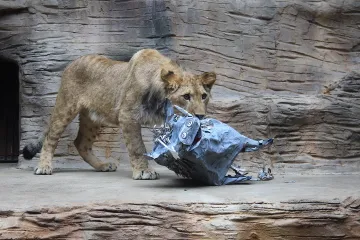 Šelmy si musí zachovat lovecké pudy. Zoo v Olomouci je má k aktivitě