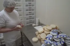Ruční versus strojové zpracování camembertu. Ve Francii sílí spor o budoucnost slavného sýra