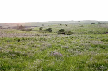 Rostliny mohou urychlit globální oteplování
