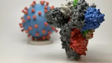 3D model spike proteinu, jímž virus SARS-CoV-2 proniká do buněk