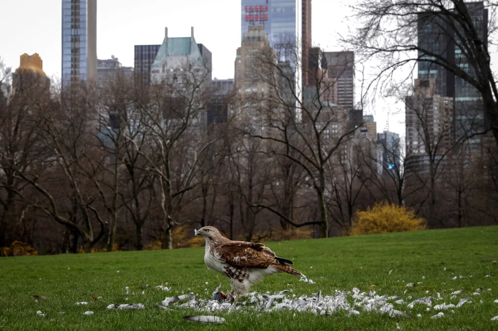 Jestřáb si ulovil kořist přímo v Central Parku na Manhattanu v New Yorku