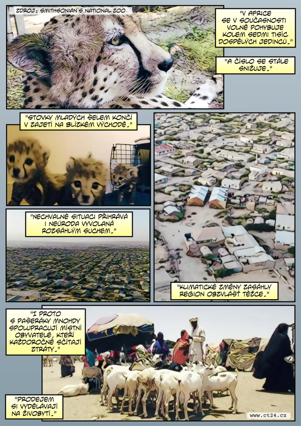 Klima a obchod ohrožují gepardy
