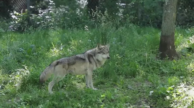 Vlci jsou v USA na hranici vyhubení