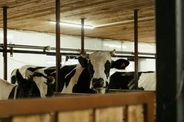 Reportéři ČT pátrali po lidech, kteří na farmách týrají krávy