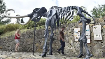 Kosterní model mamuta srstnatého v životní velikosti
