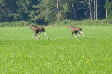 Myslivec spatřil v Ostravě losy, podle zoologů přišli z Polska