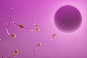 Stárnutí ženských vajíček se dá zvrátit, zjistili náhodou čeští vědci