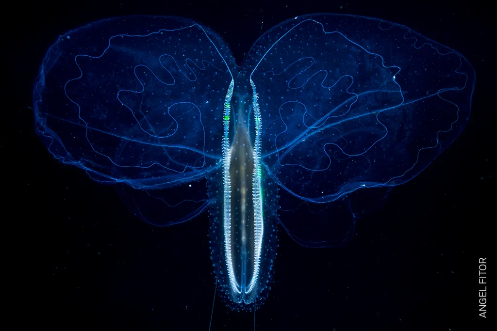 Nominace na vítěznou fotografii v kategorii PŘÍRODA (single): Angel Fitor – Skleněný motýl