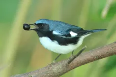 Změna klimatu mění ptáky: zmenšují se jim těla, zvětšují křídla