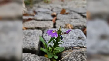 Vějířovka (Scaevola aemula)