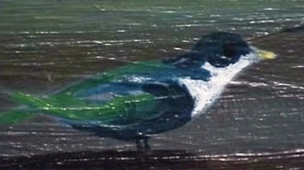 Detail obrazu