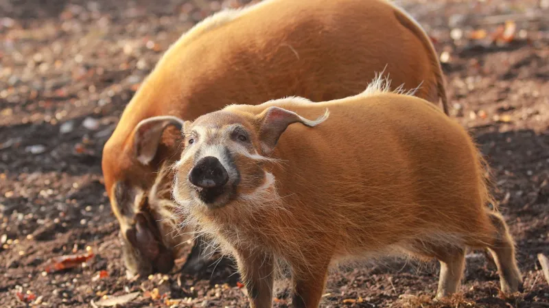 Penjiho nevěsty dorazily do Ostravy