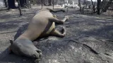 Při požárech v Austrálii umírala i zvířata