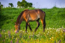 Zdravotníkům nebo dětem pomáhají s následky koronaviru koně i psi