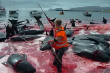 Na Faerských ostrovech začal lov velryb. Tradiční Grindadráp vyvolává kontroverze