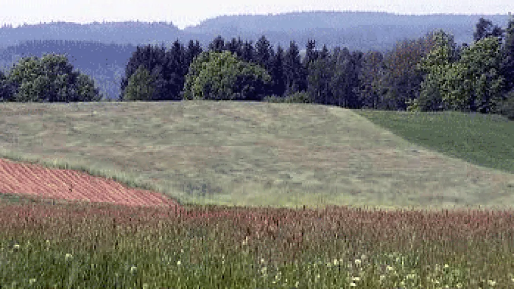 Pole u Libkovy Vody