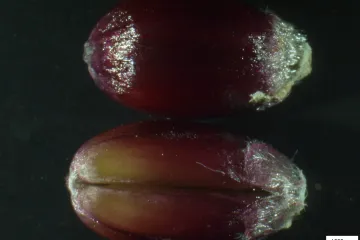 Pšenice purpurová i modrá. Čeští vědci pomohli vyšlechtit obilí, které odolává vedru i suchu