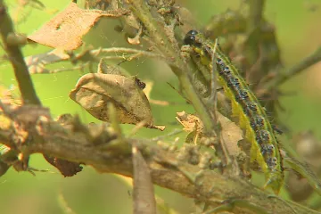 Housenky ničí keře v Lednicko-valtickém areálu. Postřik nepomůže