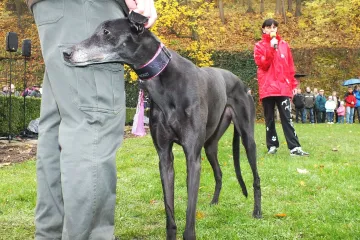 Svatohubertské slavnosti na zámku v Boskovicích