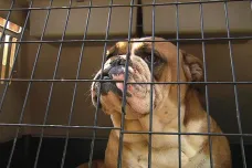 Za týrání stovky psů chce policie poslat chovatelku z Plzně před soud. Zvířata byla zubožená a podvyživená
