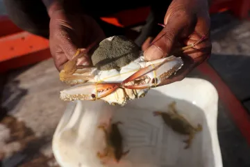 Kambodžští rybáři pomáhají obnovit skomírající populaci krabů