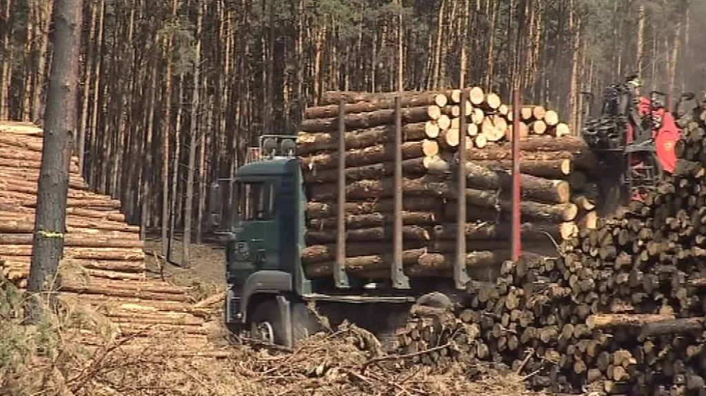 Vozy odvážejí z Bzence pokácené stromy
