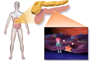 Česko chce mít klinickou studii metody, která včas najde rakovinu slinivky. Vymysleli ji vědci z Pardubic