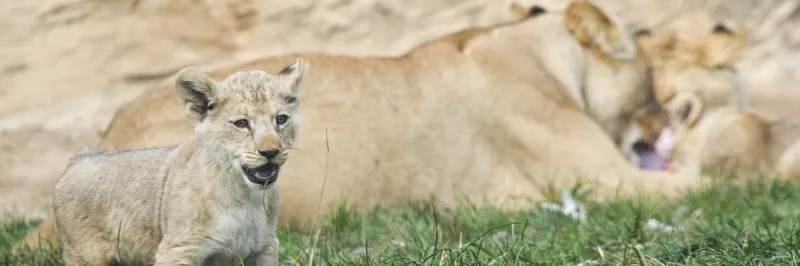 Plzeňská zoo slaví sto let. Chystá rozšíření i vysněný pavilon pro slony