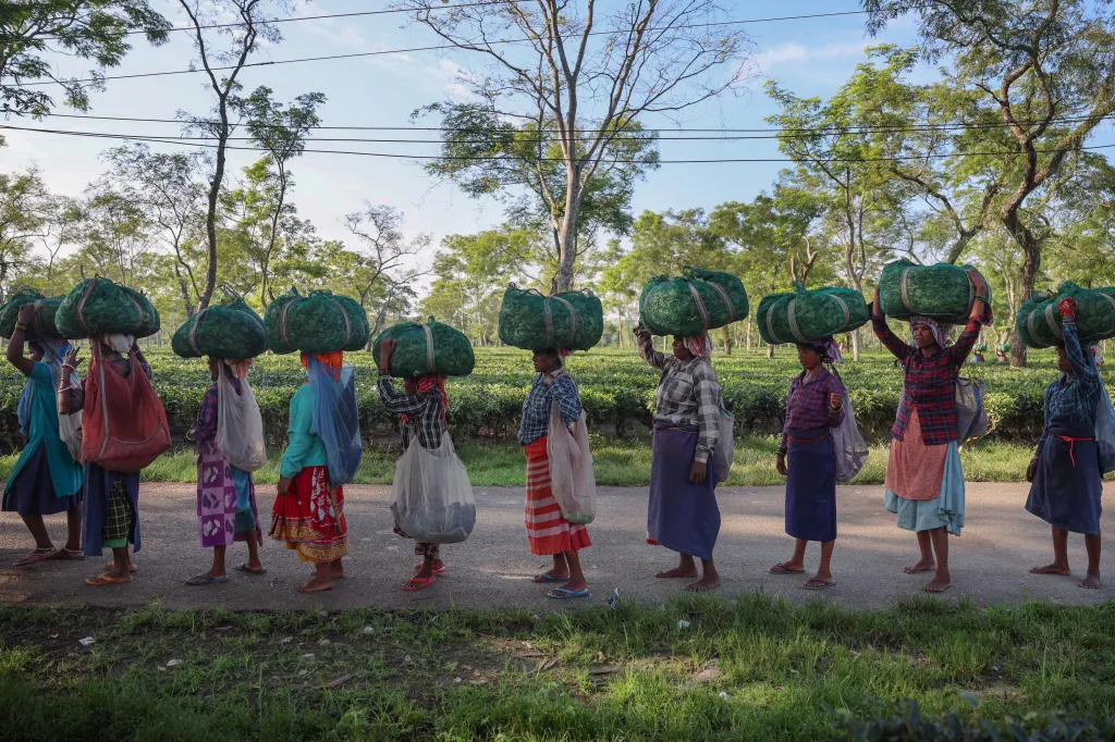 Pěstitelé tvrdí, že vládní pobídky nejsou dostatečné, aby podpořily znovuvysazování keřů, což je zásadní v Ásámu, kde mnohé čajovníky z koloniální éry stárnou a snižují výnosy i odolnost vůči počasí, protože překračují obvyklé produktivní období 40 až 50 let