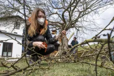 Strom roku, jabloň u Lidmanů na Náchodsku, se dočkal odborné péče