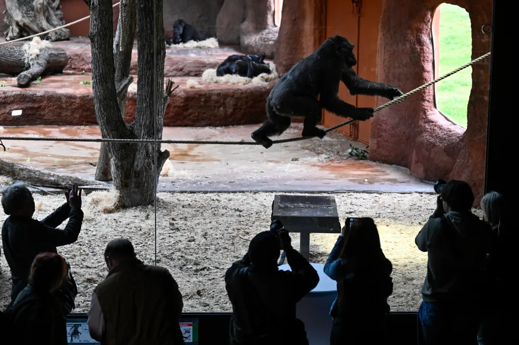 Pražská zoologická zahrada představila nový pavilon goril