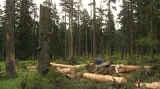 Kácení stromů na Šumavě