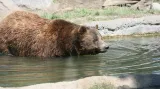 Medvědi grizzly