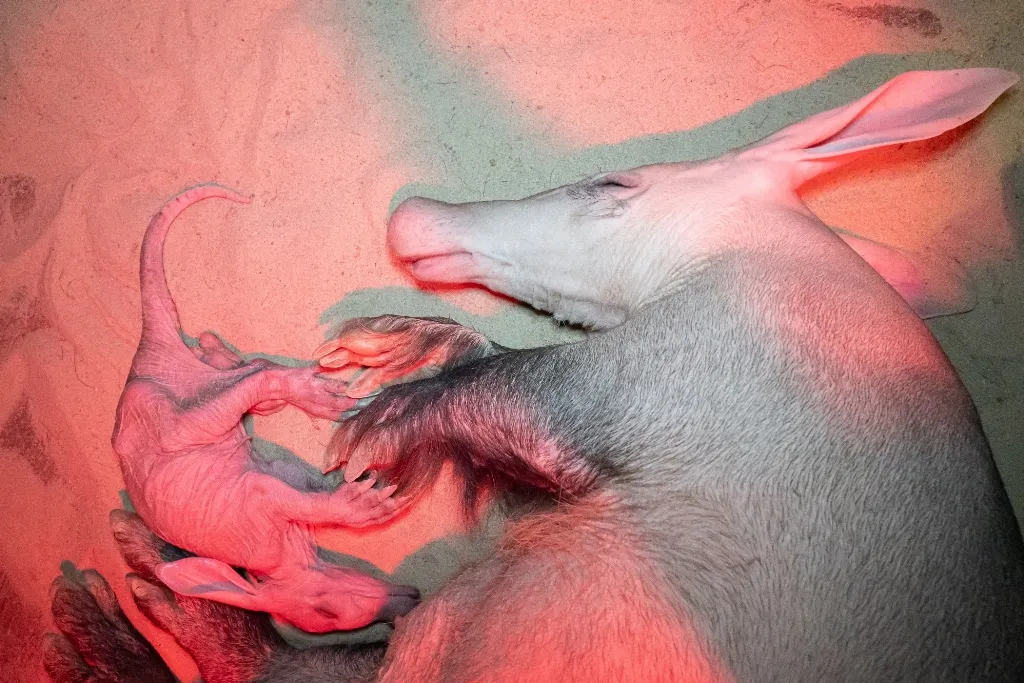 Královédvorská zoo slaví valentýnský přírůstek