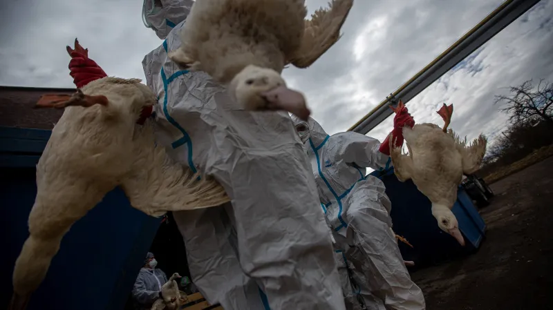 1. místo v kategorii Člověk a životní prostředí: Ptačí chřipka (Michal Fanta)