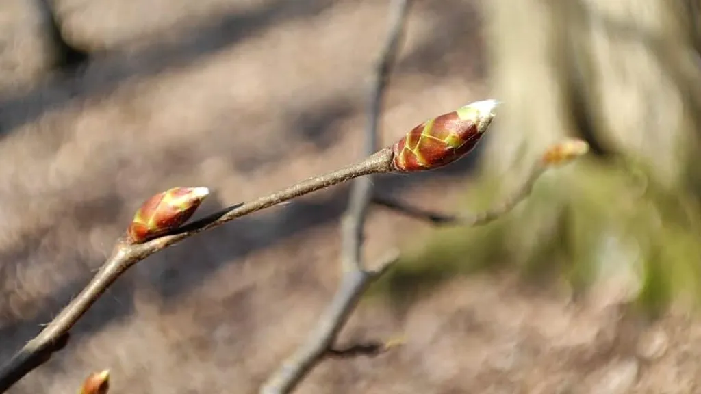 Pupeny habru v březnu 2026 v Lanžhotě