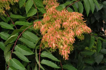 Invazivní pajasany z Číny se nekontrolovaně šíří i v Česku. Vědci z Brna proti nim chtějí „očkovat“