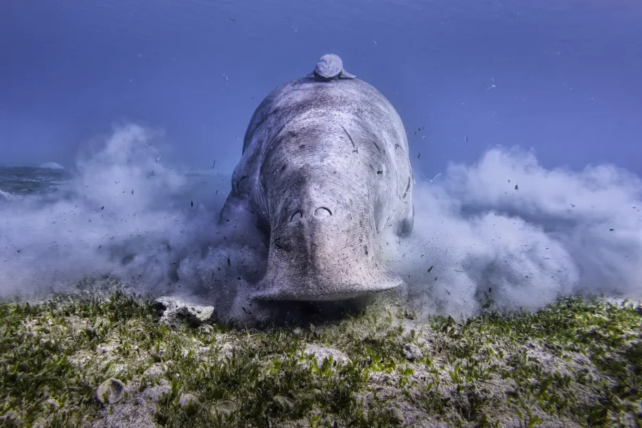 Druhé místo v kategorii Zvířata ve svém prostředí: Jan Stria s fotografií Mořský vysavač